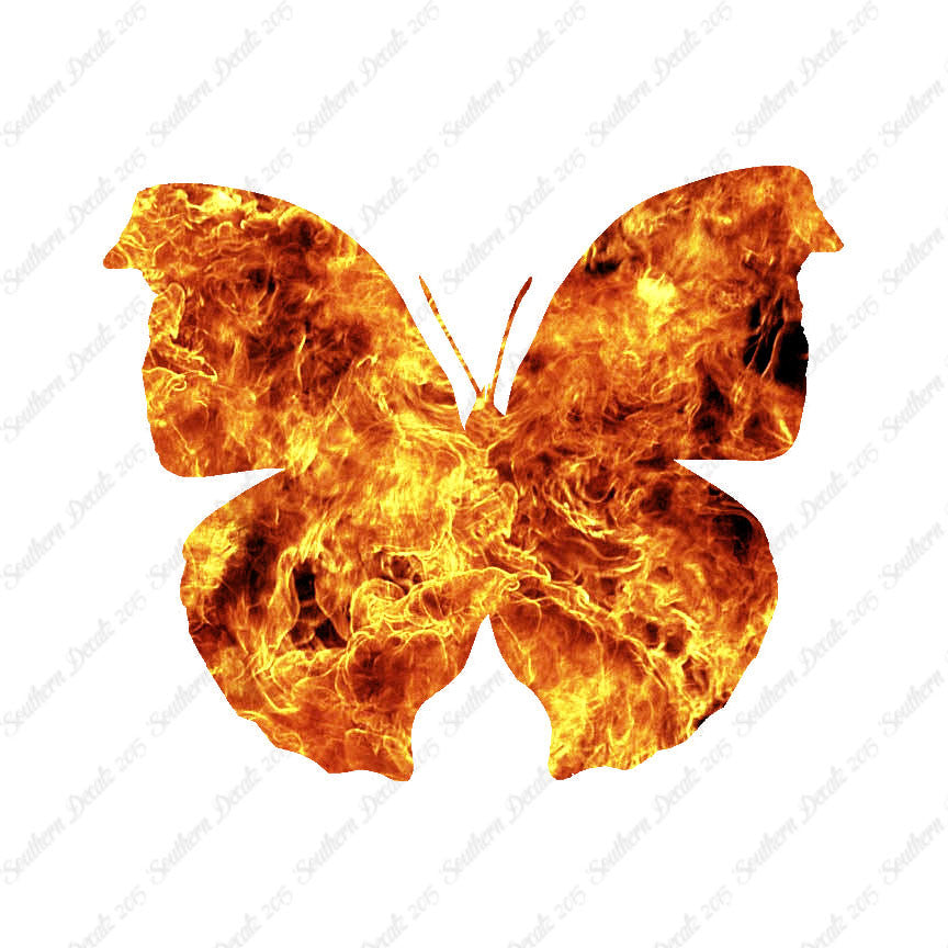 Moth Butterfly Insect Bug