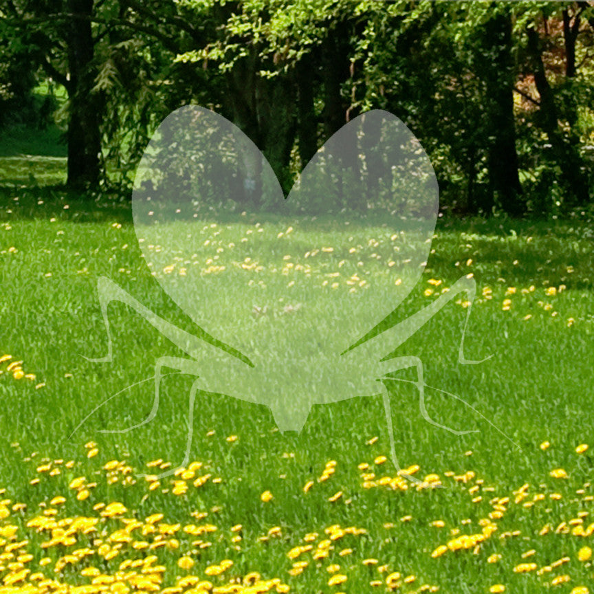 Lovebug Beetle Ladybug Insect