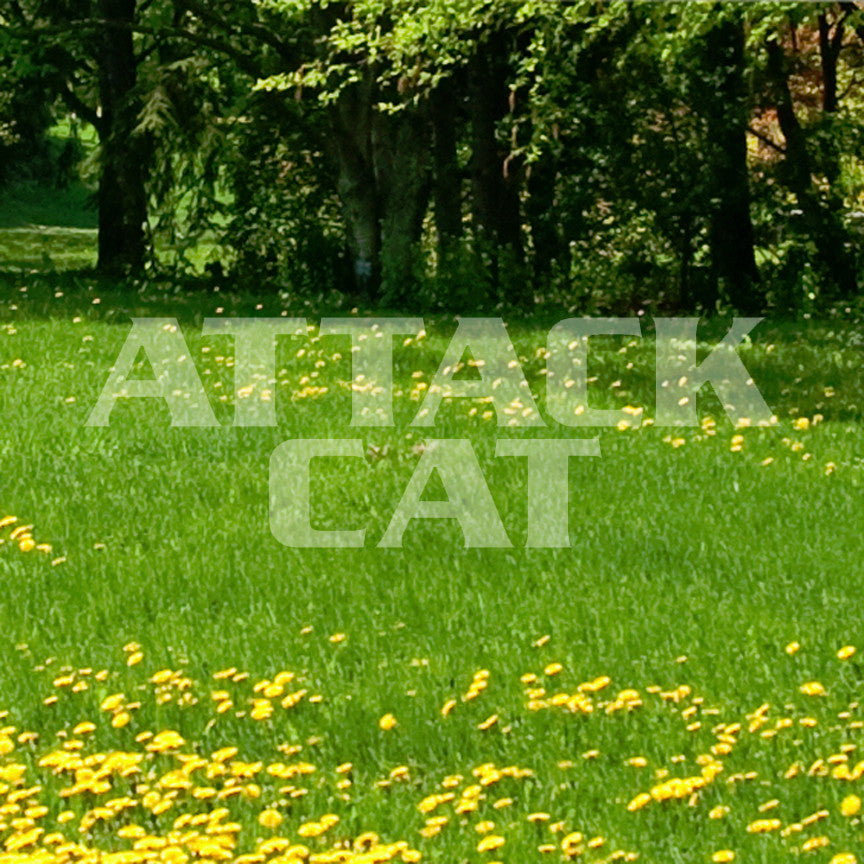 Attack Cat
