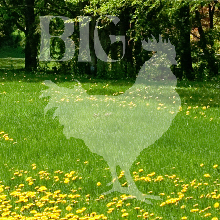 Big Rooster Cock Chicken