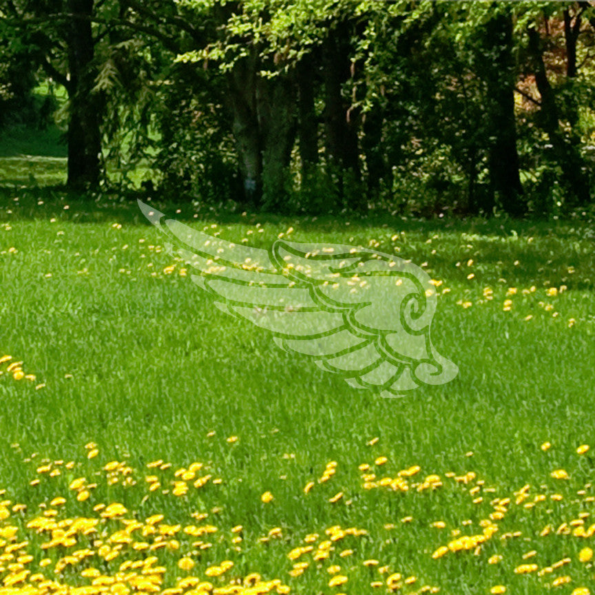 Angel Bird Wing