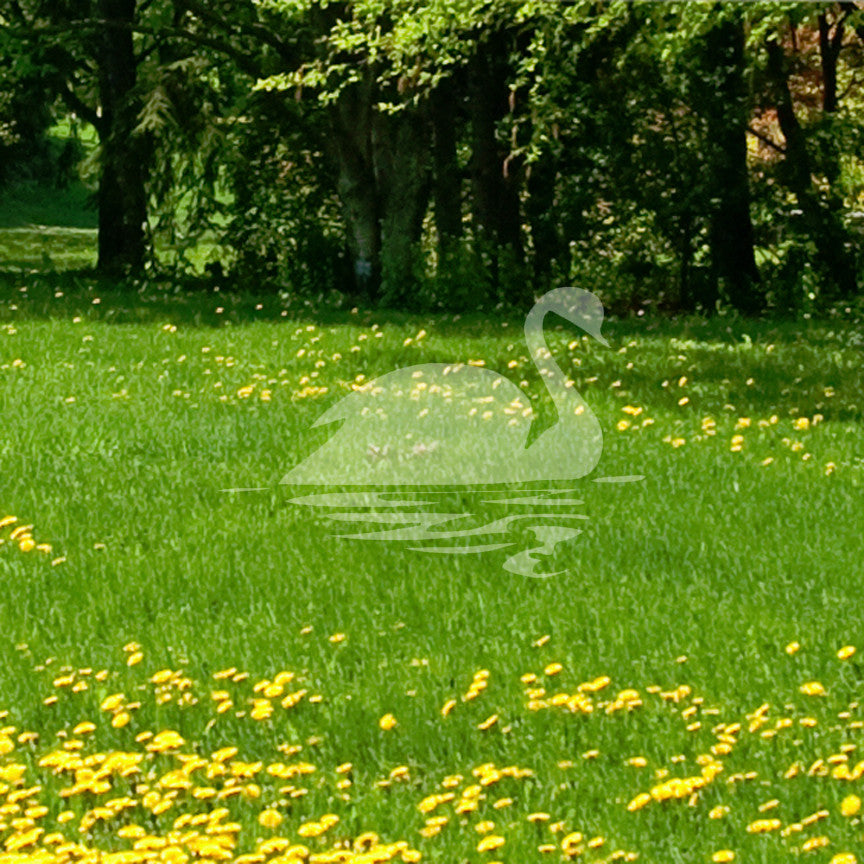 Swan Goose Reflection Art