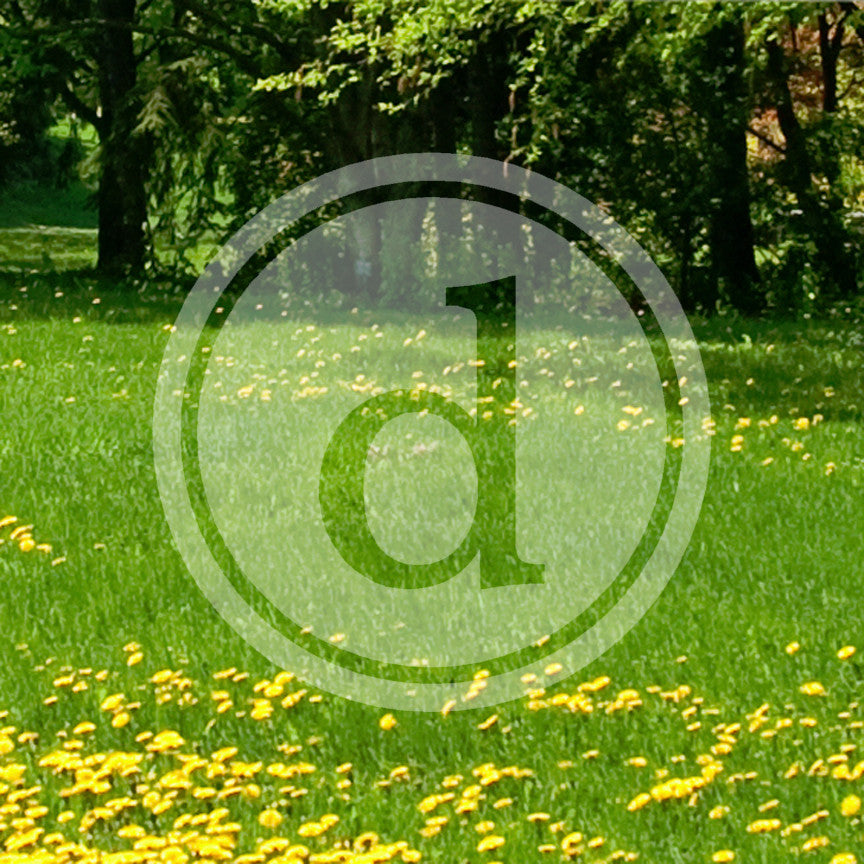 Typewriter Font D Initial