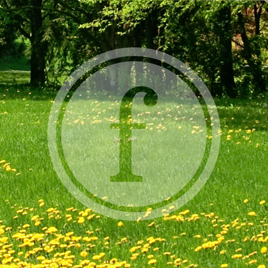 Typewriter Font F Initial