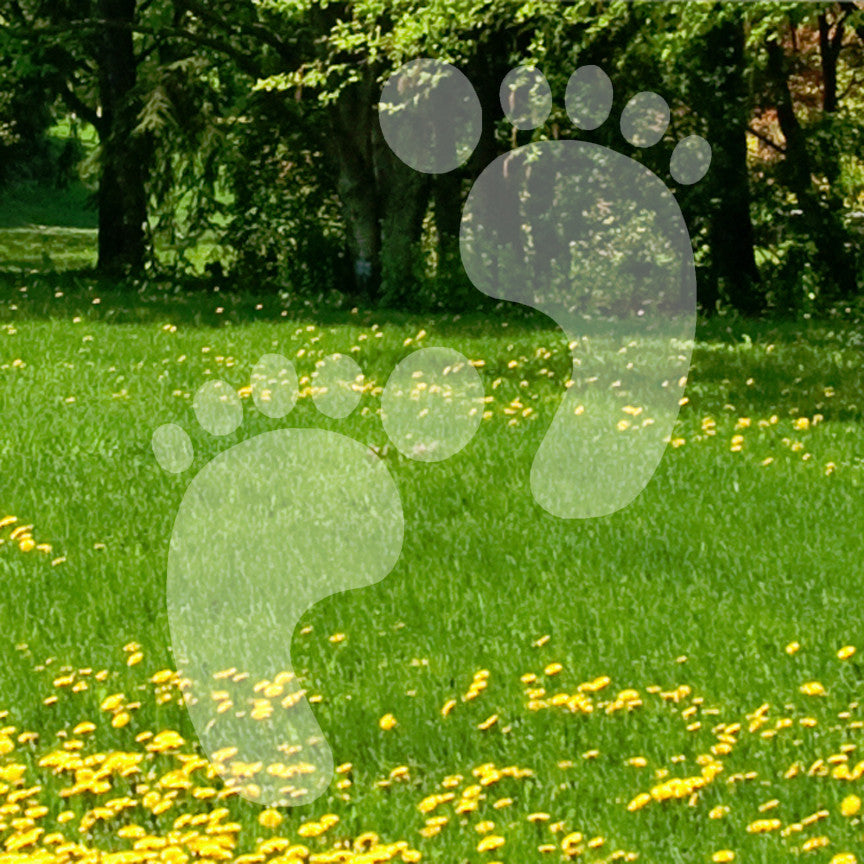 Bare Foot Prints Footprints