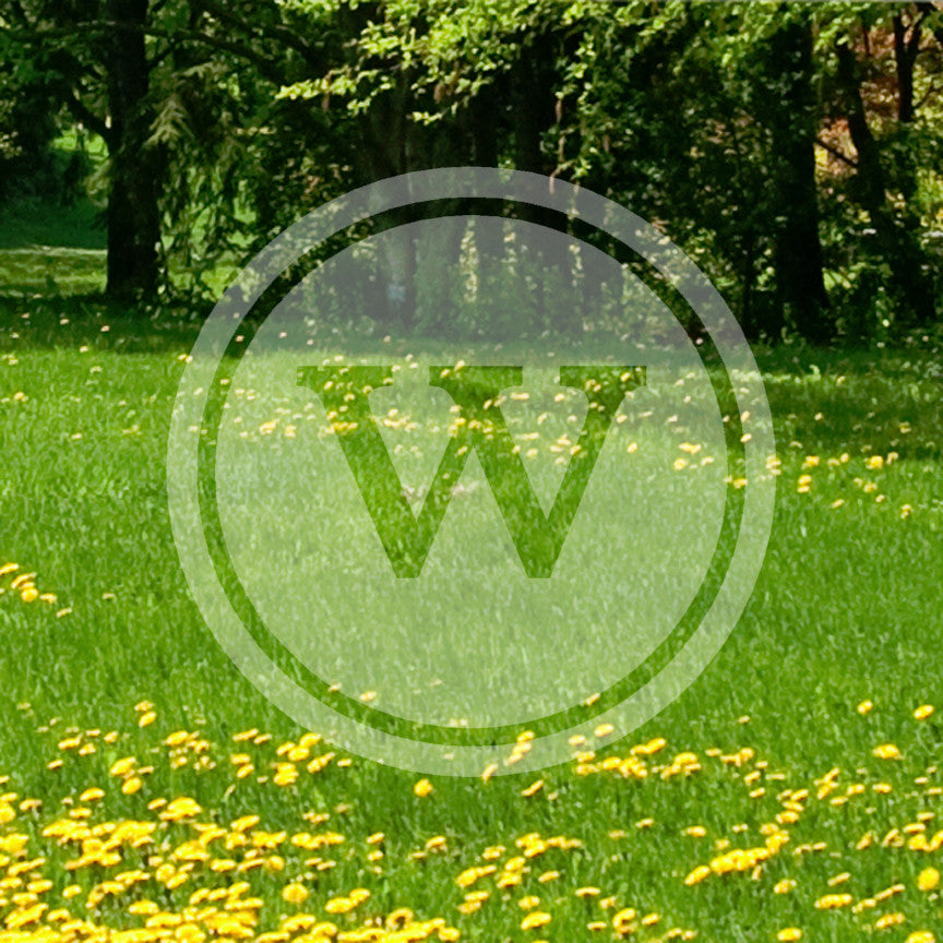 Typewriter Font W Initial