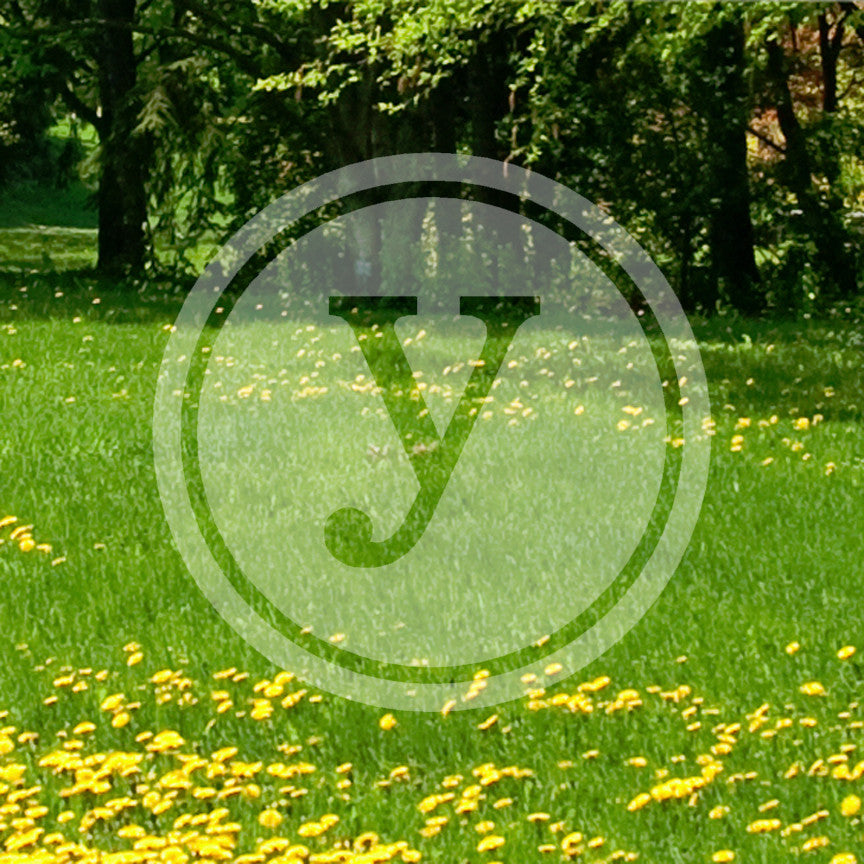 Typewriter Font Y Initial