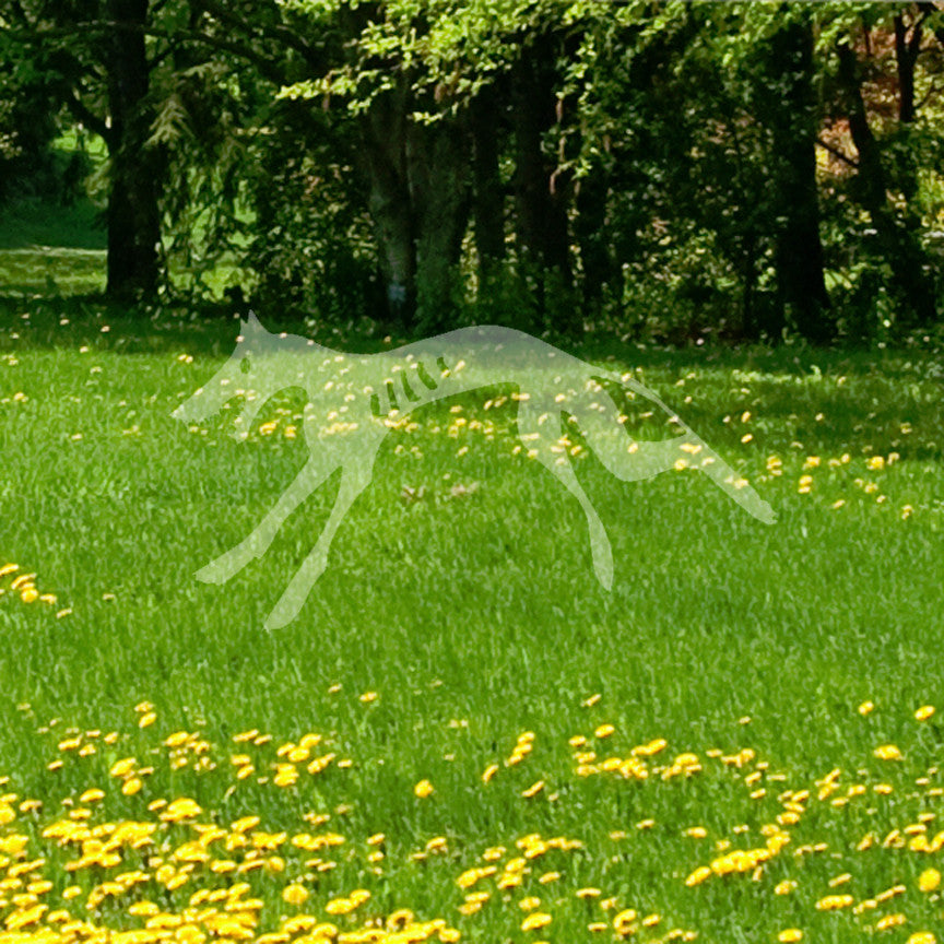 Zombie Dog Scary