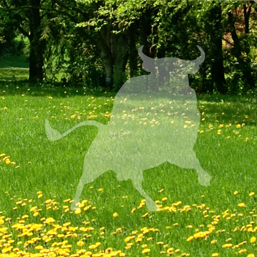 Charge Bull Bovine