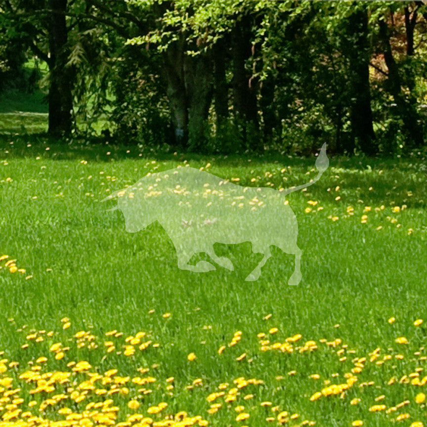 Bull Charging Angry