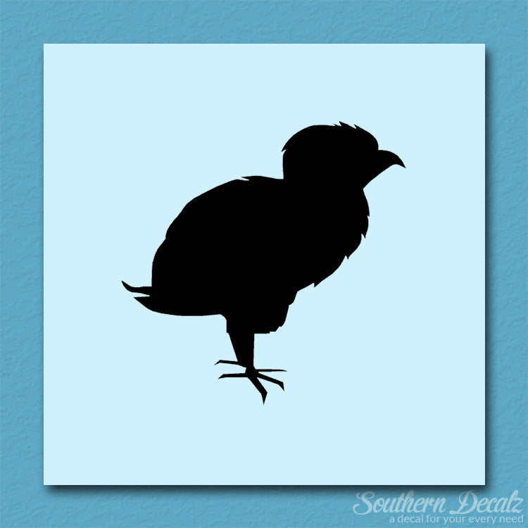 Baby Chicken Chick Poultry
