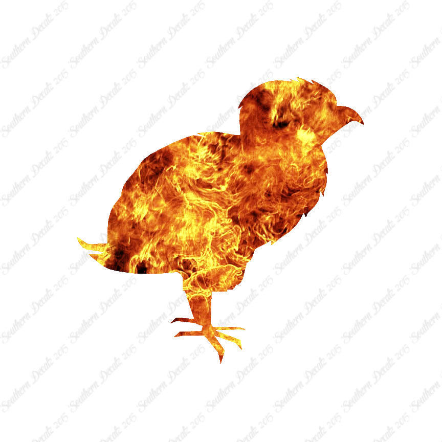 Baby Chicken Chick Poultry