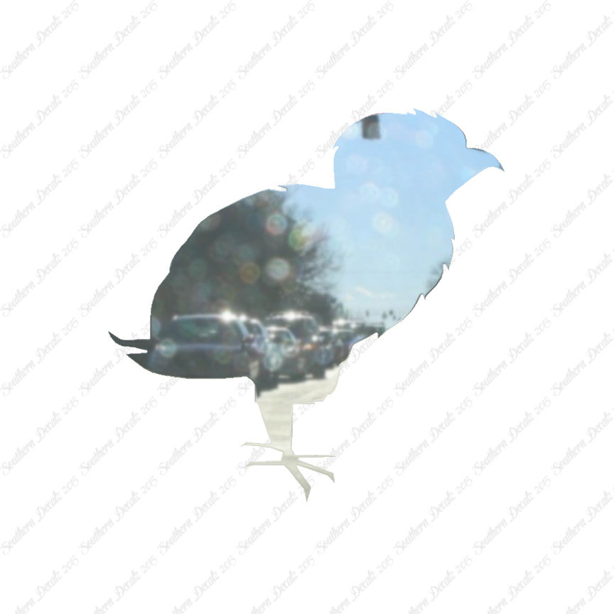 Baby Chicken Chick Poultry