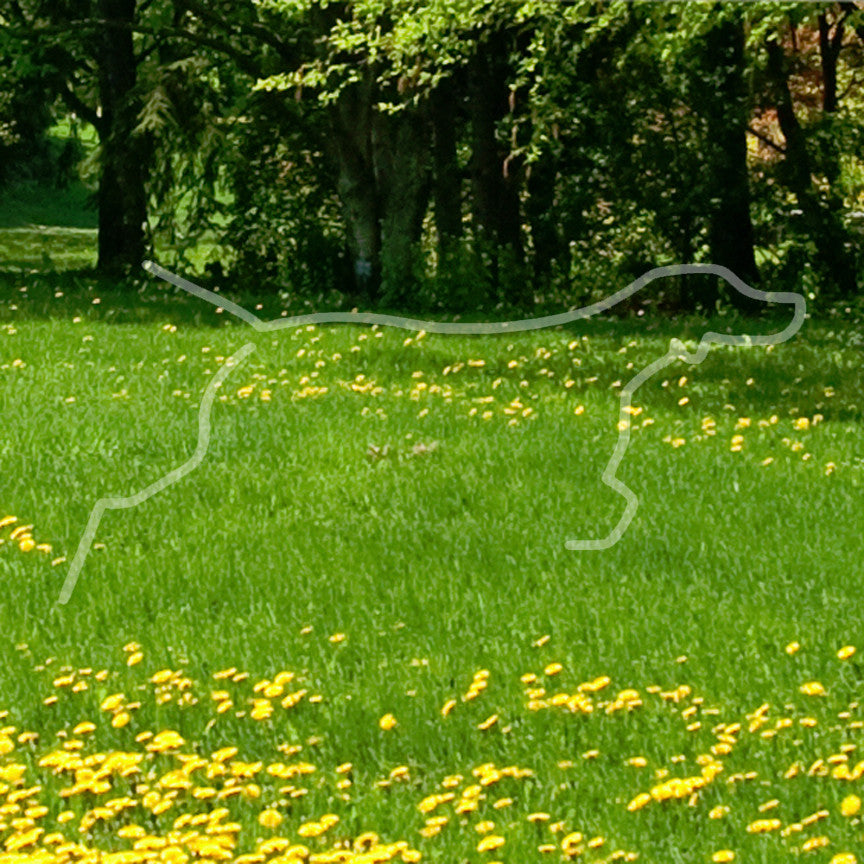 Pointer Outline Dog