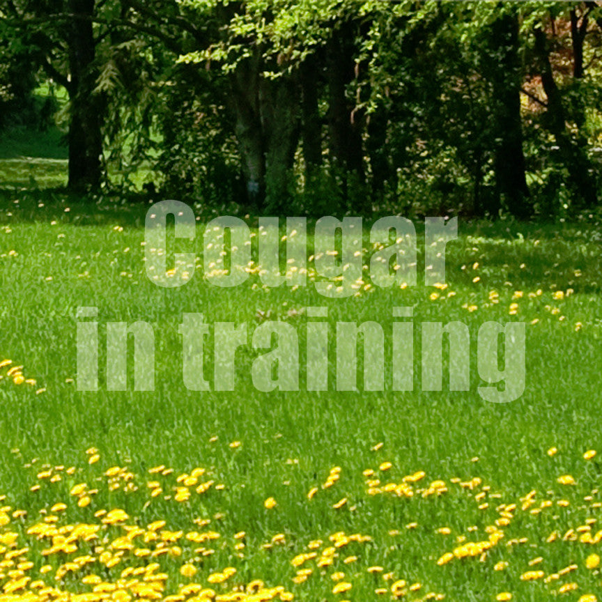 Cougar In Training