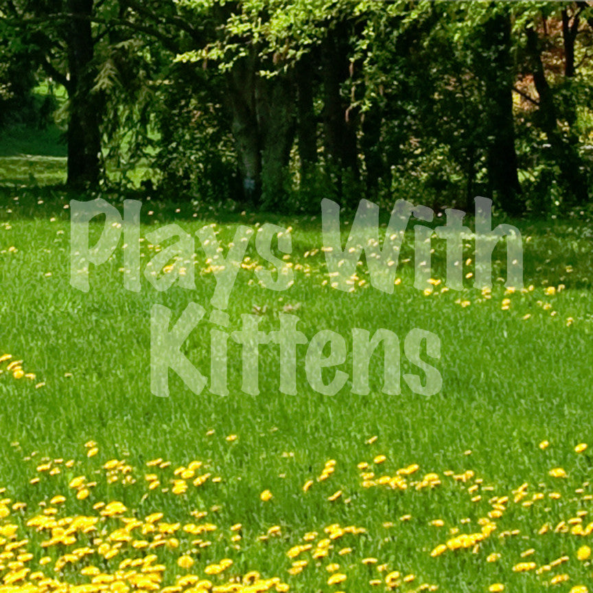 Plays With Kittens