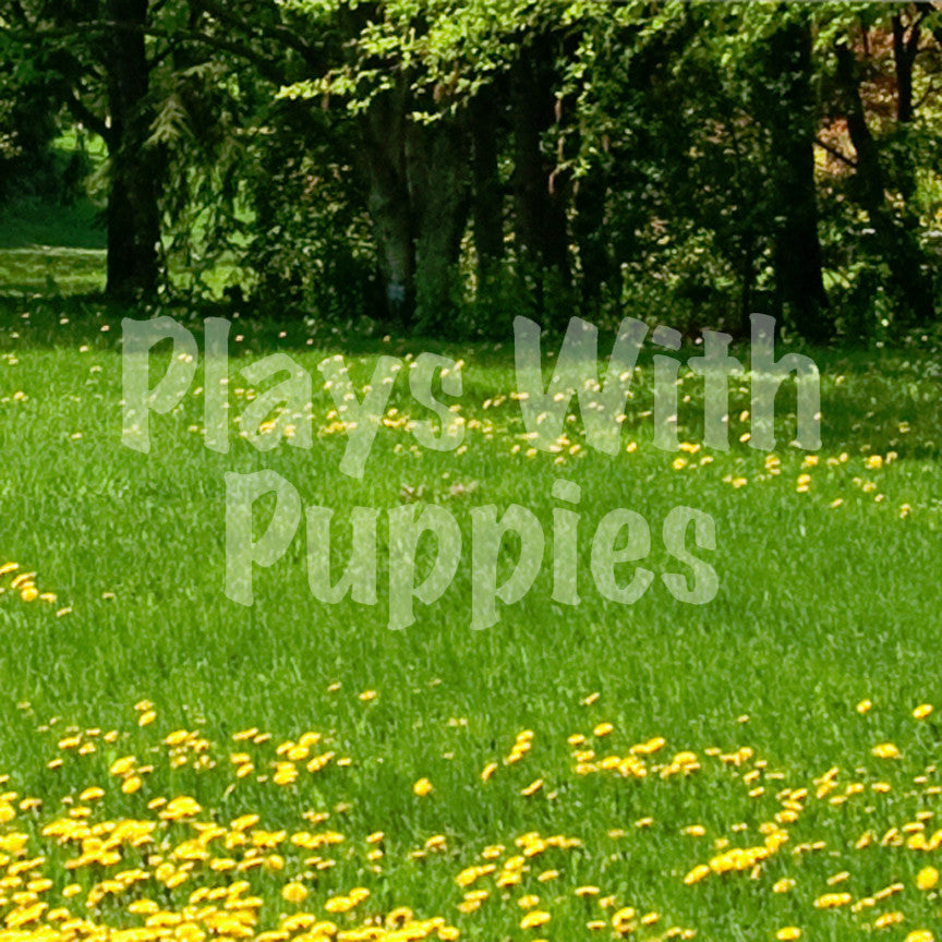 Plays With Puppies