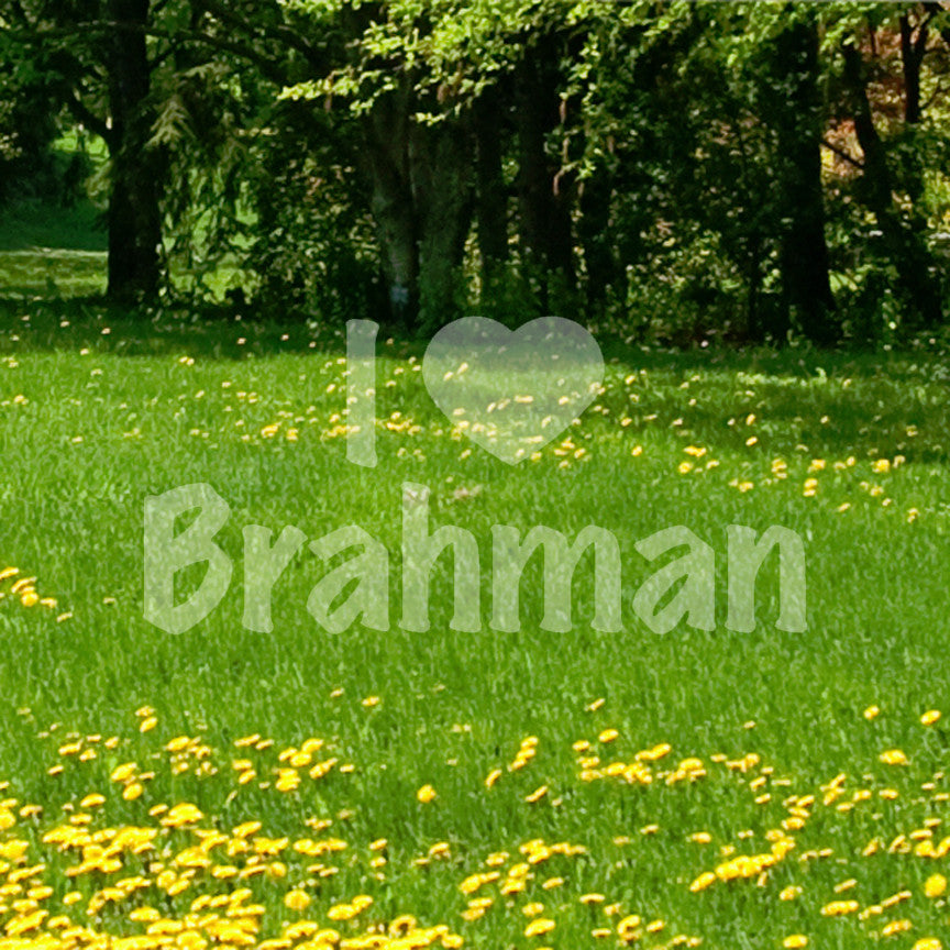I Heart Brahman Love