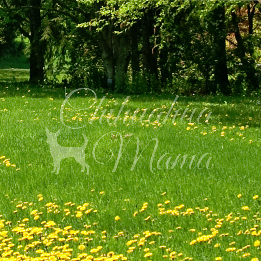 Chihuahua Mama
