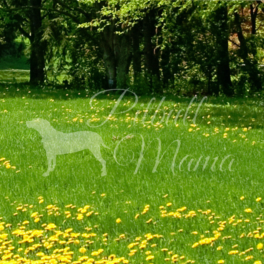 Pitbull Mama