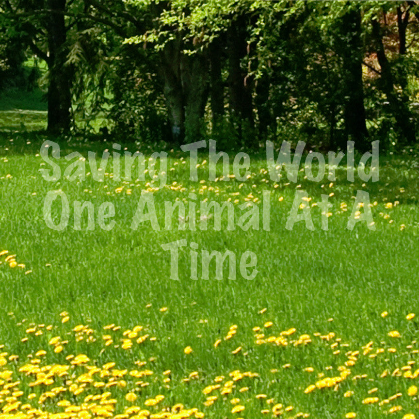 Saving World One Animal At A Time