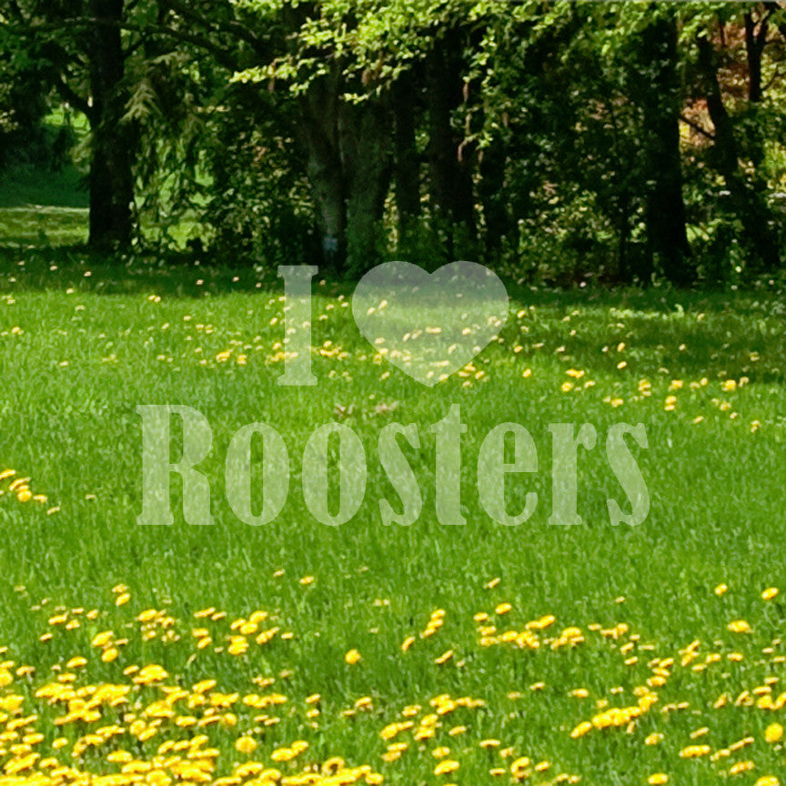 I Heart Love Roosters