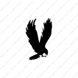 Hawk Falcon Eagle
