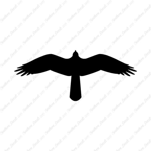 Hawk Falcon Bird