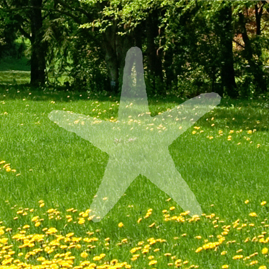 Starfish Star Fish