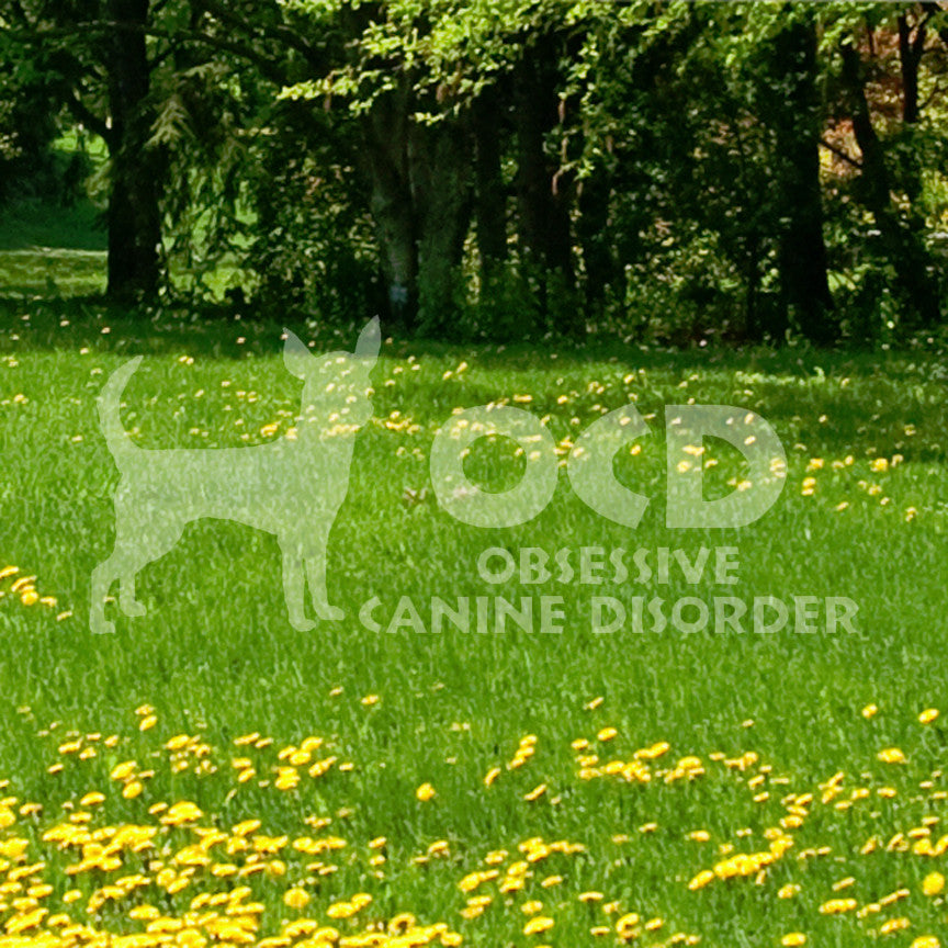 OCD Obsessive Canine Disorder