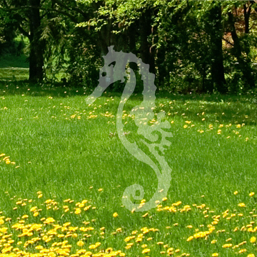 Sea Horse Seahorse