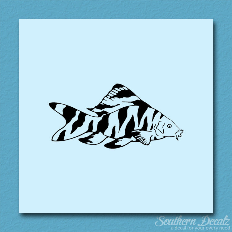 Zebra Loach Fish