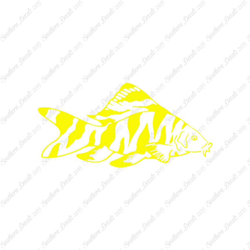 Zebra Loach Fish