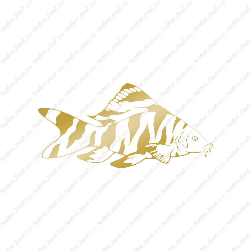 Zebra Loach Fish