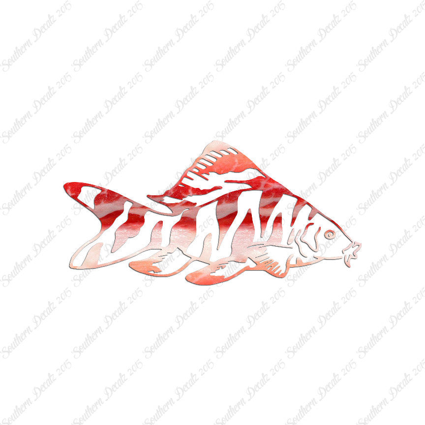 Zebra Loach Fish
