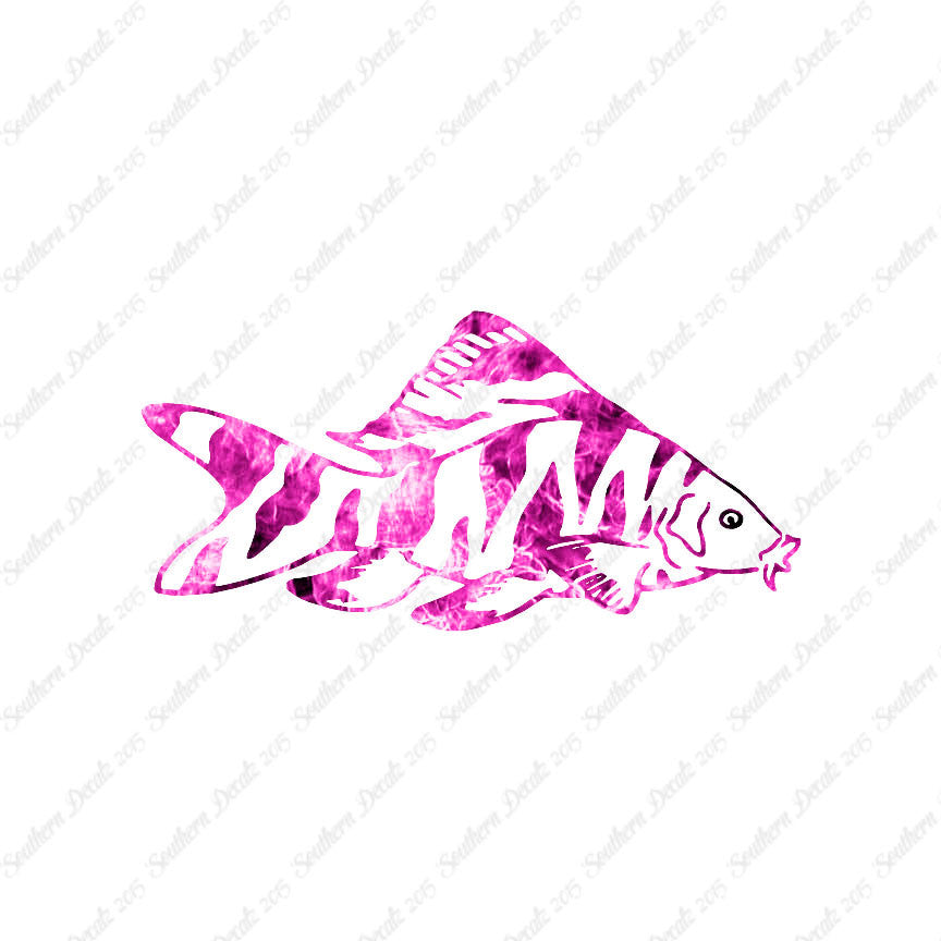 Zebra Loach Fish