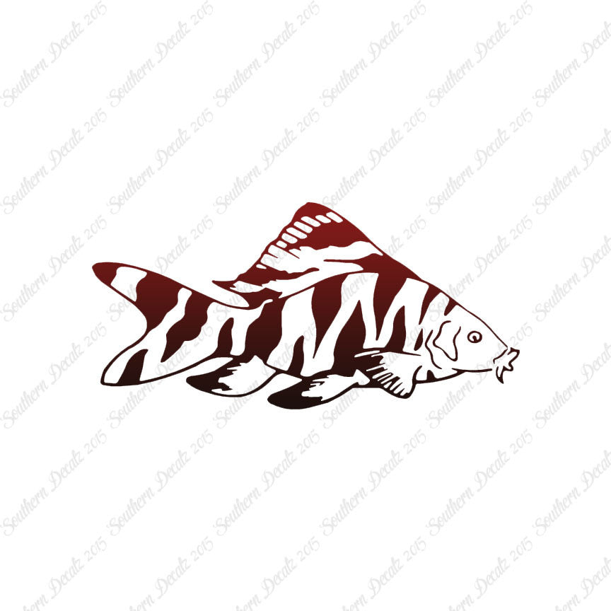 Zebra Loach Fish