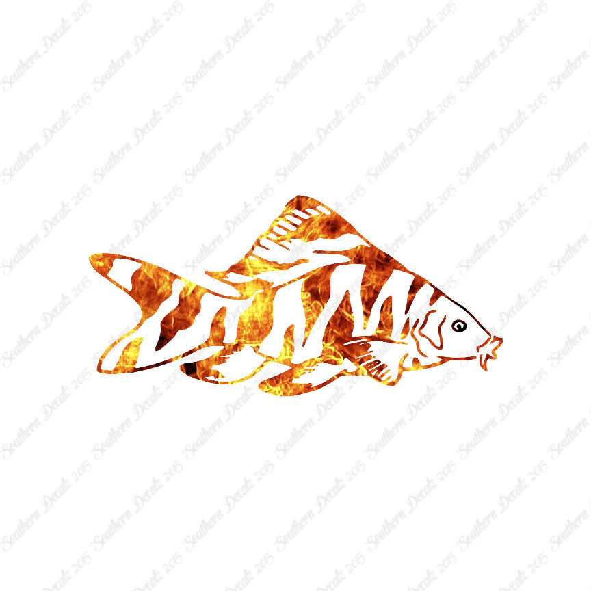 Zebra Loach Fish