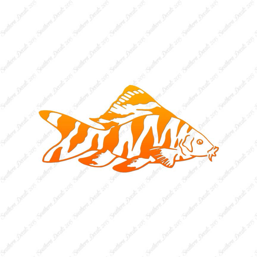 Zebra Loach Fish