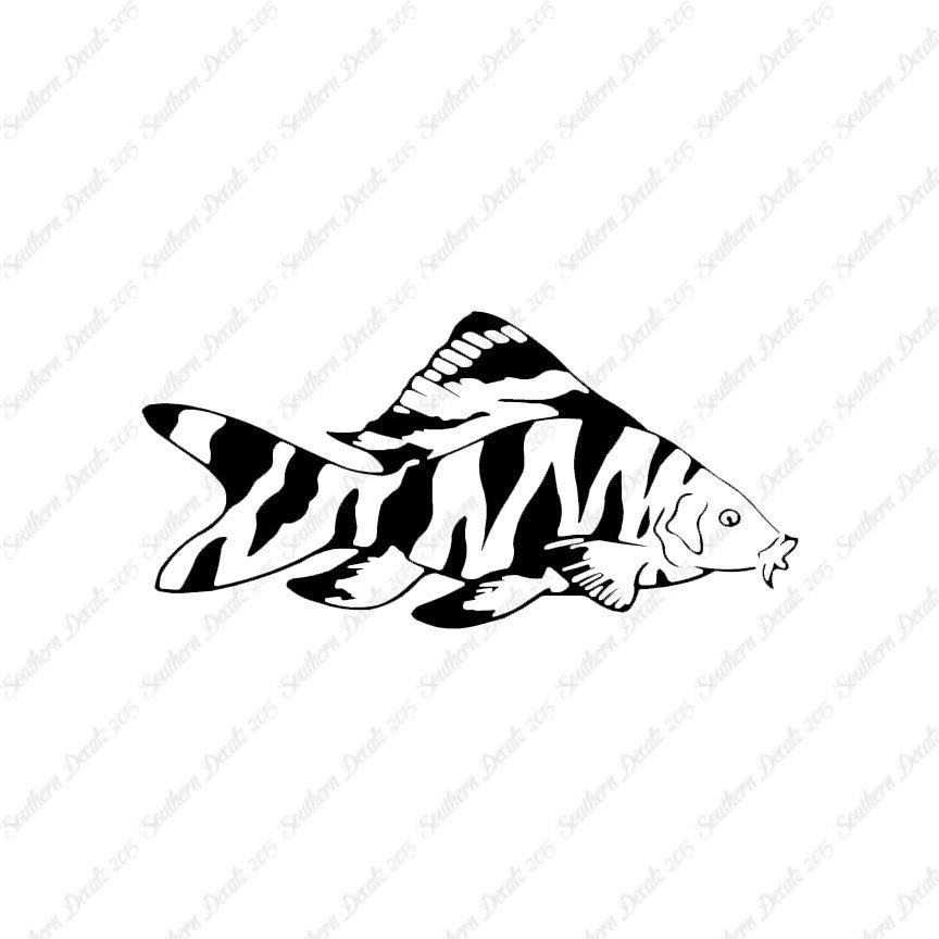 Zebra Loach Fish