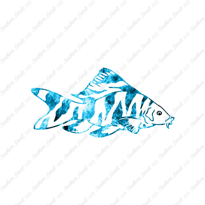 Zebra Loach Fish