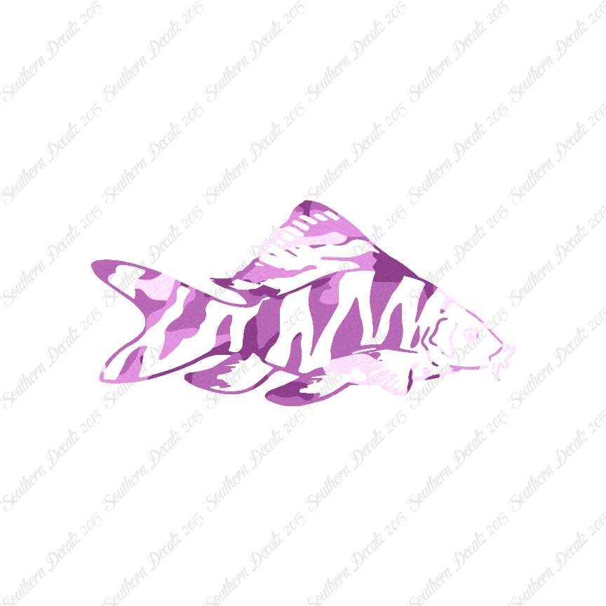 Zebra Loach Fish