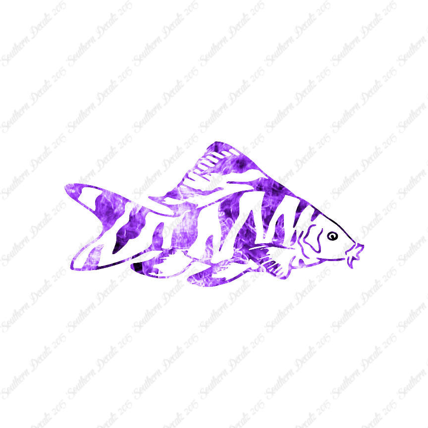 Zebra Loach Fish