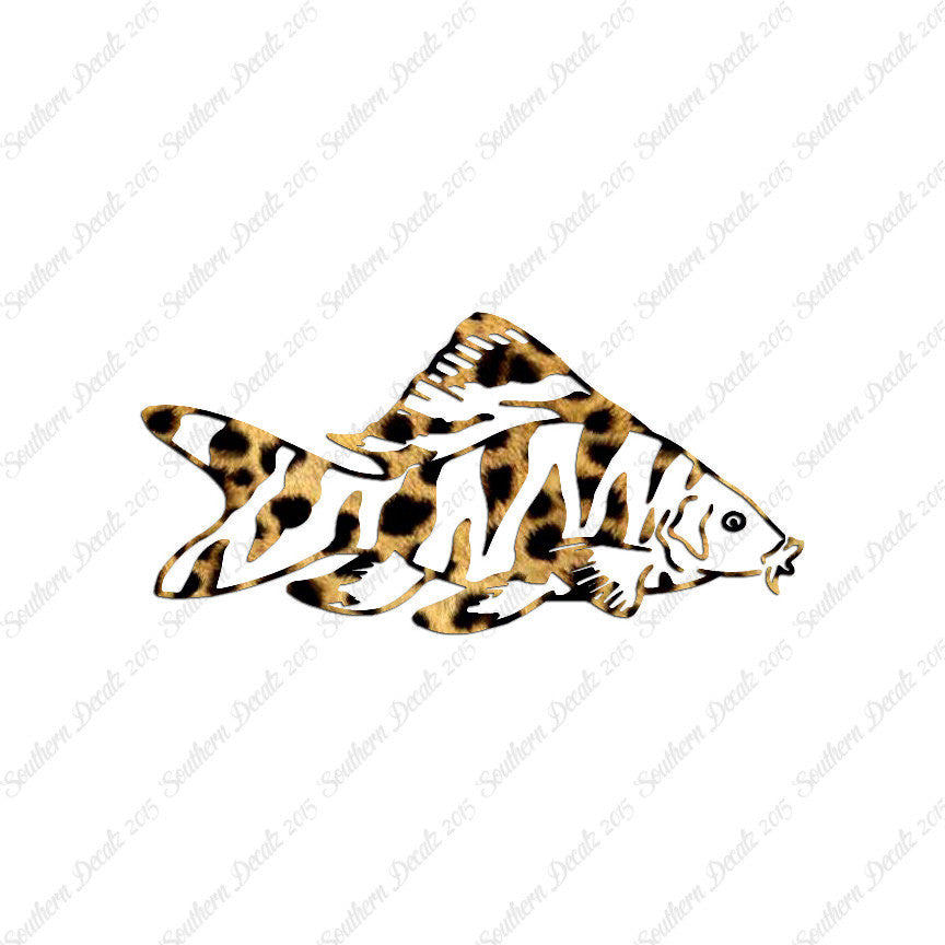 Zebra Loach Fish