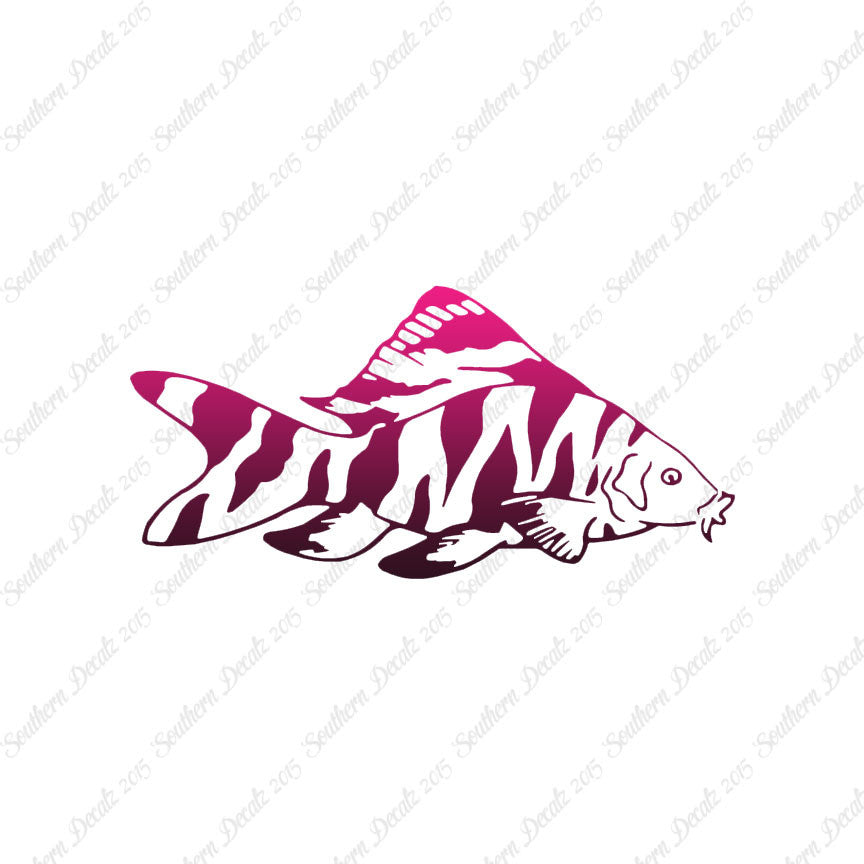 Zebra Loach Fish