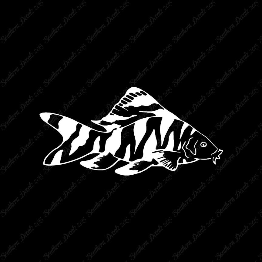 Zebra Loach Fish