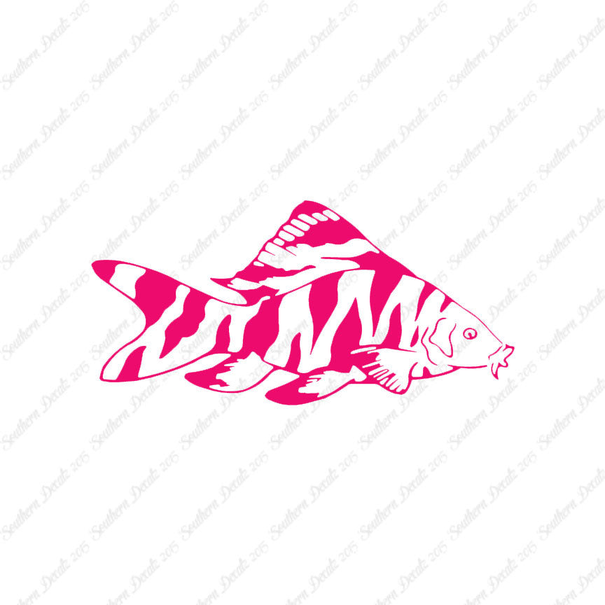 Zebra Loach Fish
