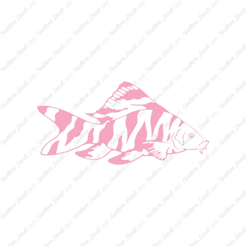Zebra Loach Fish