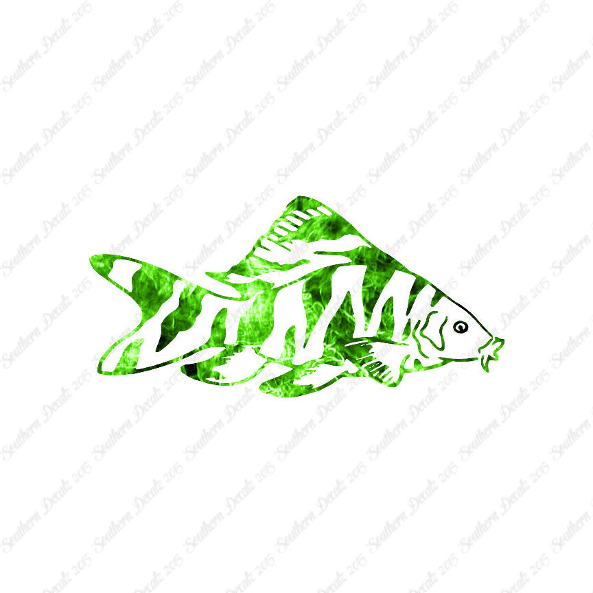 Zebra Loach Fish
