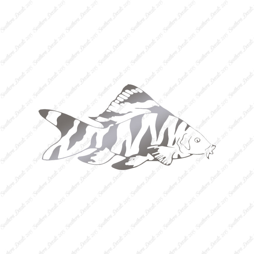Zebra Loach Fish